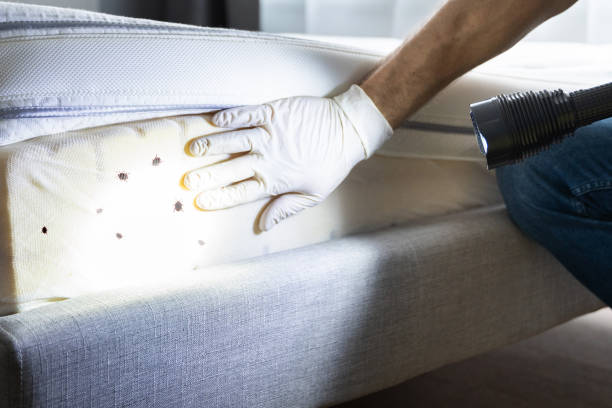 Best Local Pest Control Services  in Woodridge, IL
